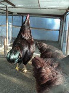 95794783_WUNUQPK3[1]