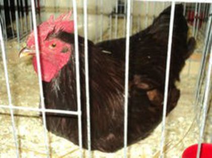 95794795_BUMBYHX3[1]