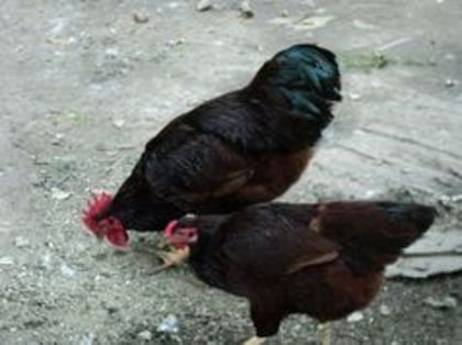 95794819_RKATOPQ3[1]