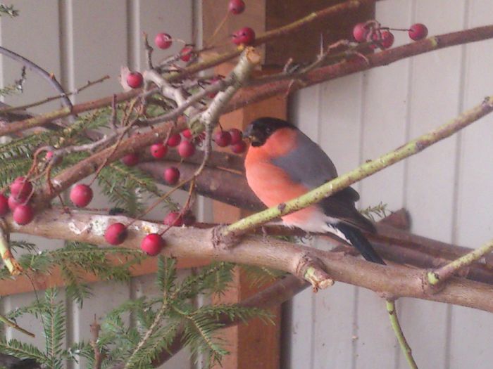 DSC_0087 - pasari in volier