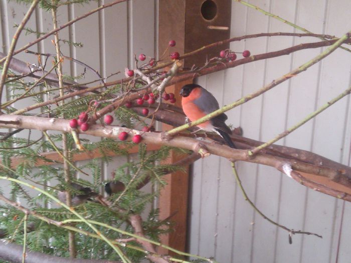 DSC_0088 - pasari in volier