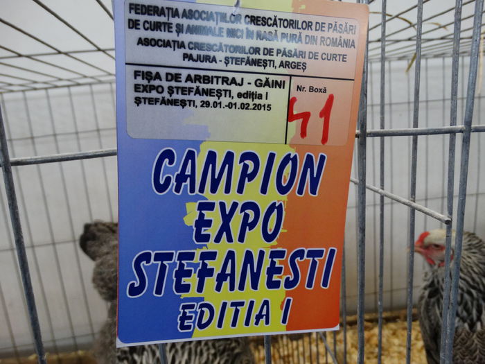 DSC04747 - Expo Pajura Stefanesti Arges ian 2015