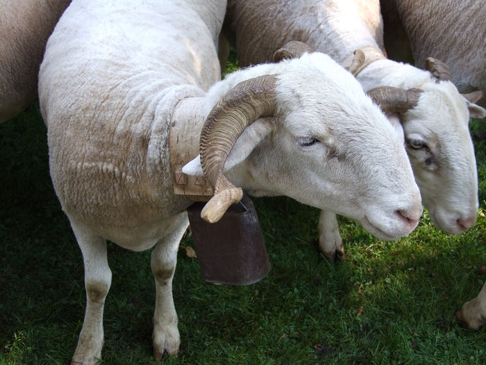 Oi Bergschaf de lapte tiroleze - Rase de oi si capre-Poze deosebite-6
