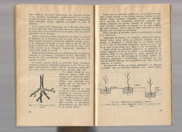 Scan0041 - Infintarea unei plantatii pomicole