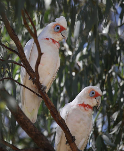 Cacatua tenuirostris