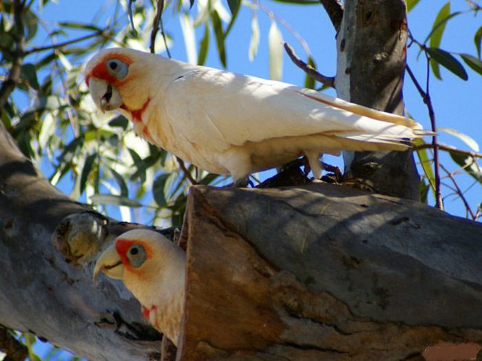 Cacatua tenuirostris