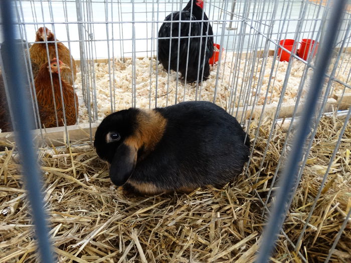 DSC04870 - Expo Pajura Stefanesti Arges ian 2015