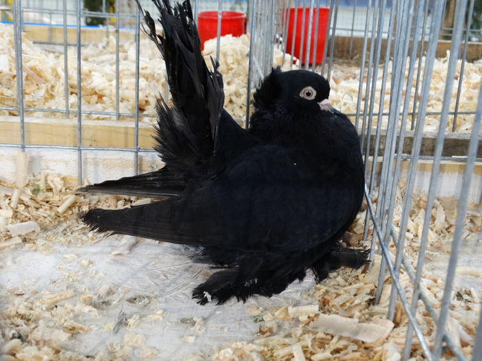 DSC04879 - Expo Pajura Stefanesti Arges ian 2015