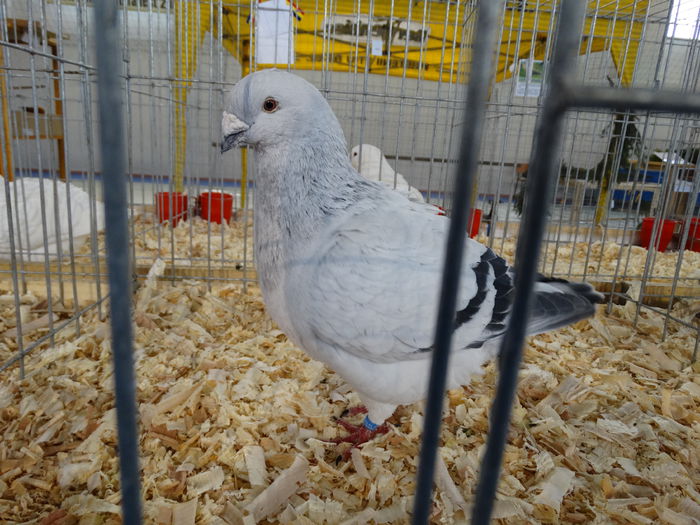 DSC04881 - Expo Pajura Stefanesti Arges ian 2015