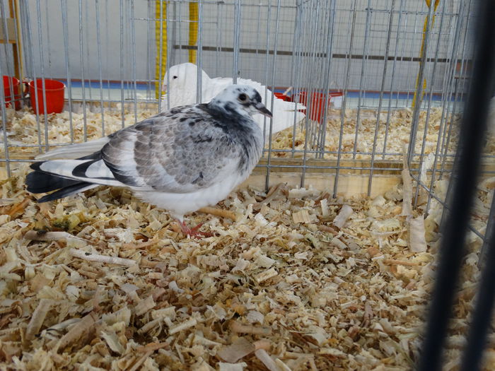 DSC04882 - Expo Pajura Stefanesti Arges ian 2015