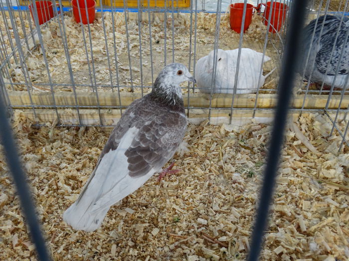 DSC04883 - Expo Pajura Stefanesti Arges ian 2015