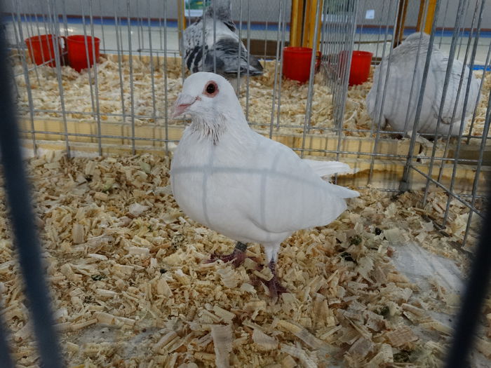 DSC04884 - Expo Pajura Stefanesti Arges ian 2015