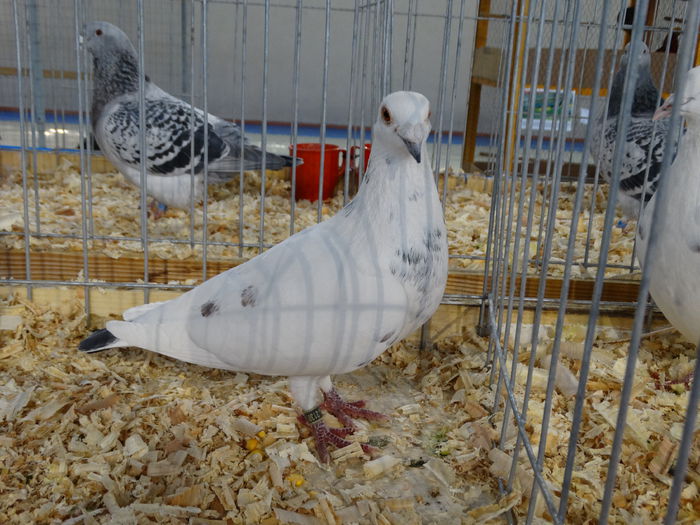 DSC04886 - Expo Pajura Stefanesti Arges ian 2015