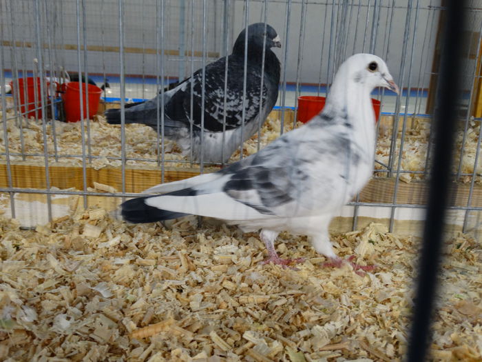 DSC04887 - Expo Pajura Stefanesti Arges ian 2015