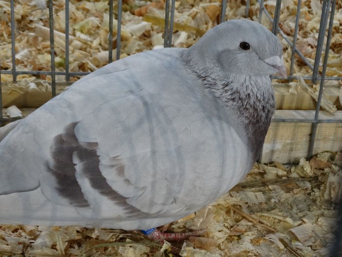 DSC04894 - Expo Pajura Stefanesti Arges ian 2015