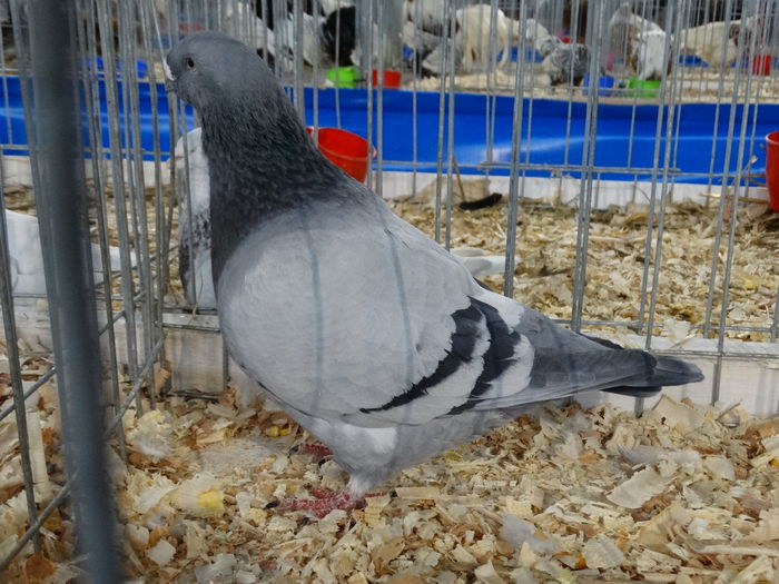 DSC04899 - Expo Pajura Stefanesti Arges ian 2015
