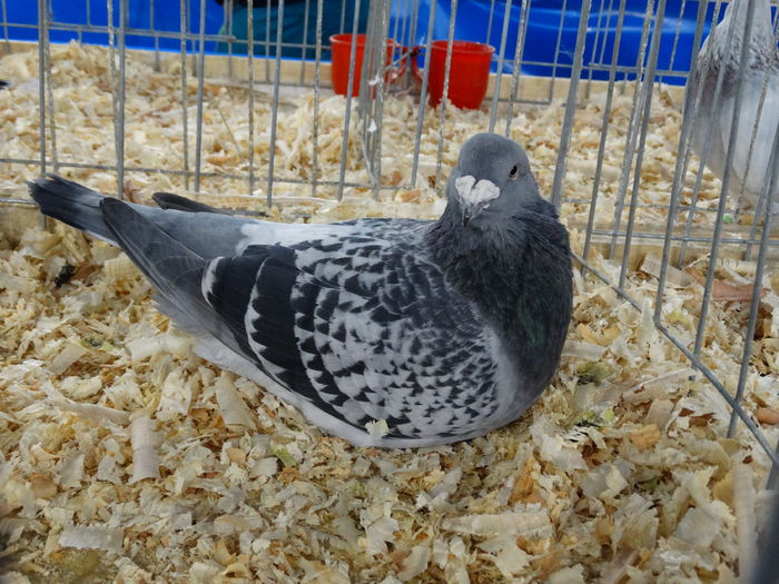 DSC04902 - Expo Pajura Stefanesti Arges ian 2015