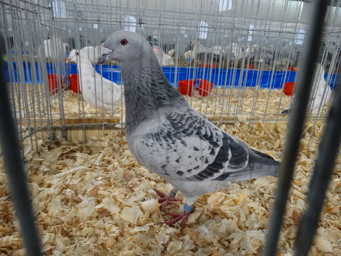 DSC04904 - Expo Pajura Stefanesti Arges ian 2015