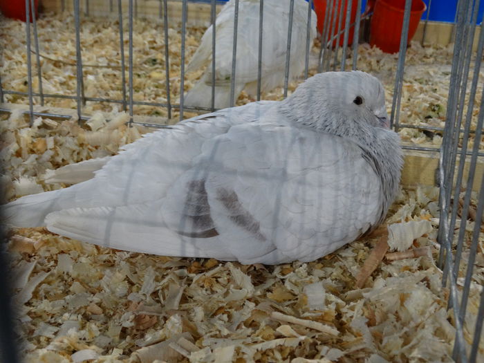 DSC04905 - Expo Pajura Stefanesti Arges ian 2015
