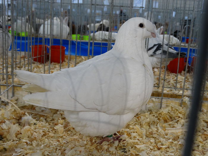 DSC04906 - Expo Pajura Stefanesti Arges ian 2015