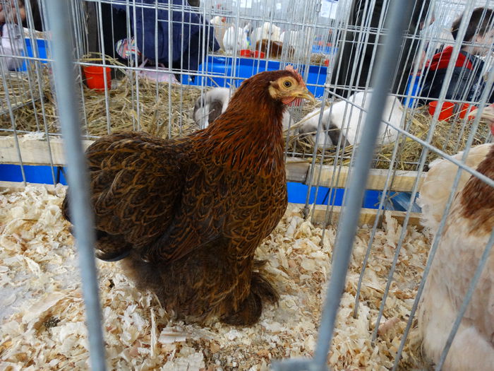 DSC04908 - Expo Pajura Stefanesti Arges ian 2015