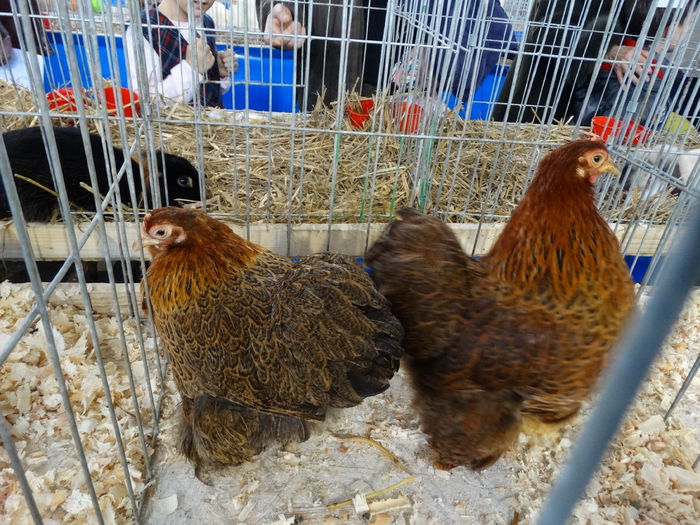 DSC04909 - Expo Pajura Stefanesti Arges ian 2015