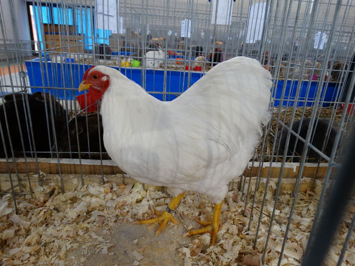 DSC04910 - Expo Pajura Stefanesti Arges ian 2015