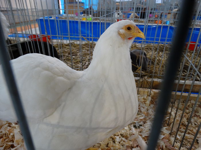 DSC04911 - Expo Pajura Stefanesti Arges ian 2015