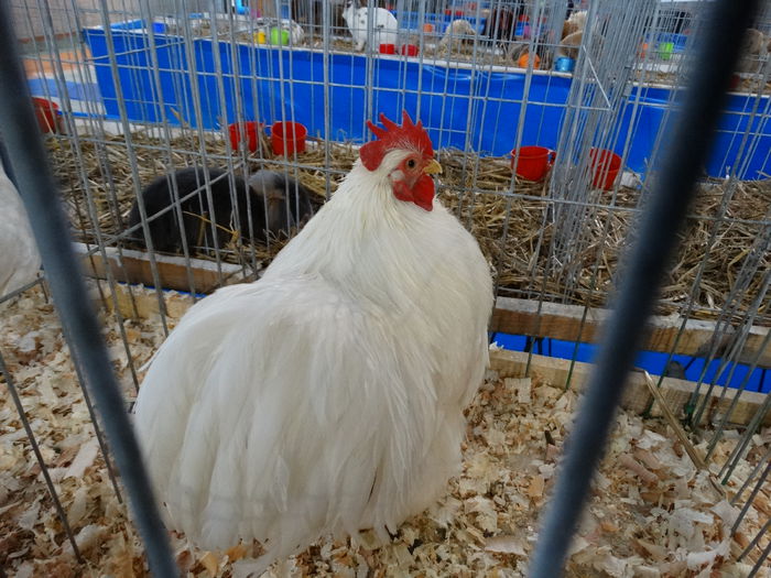 DSC04912 - Expo Pajura Stefanesti Arges ian 2015