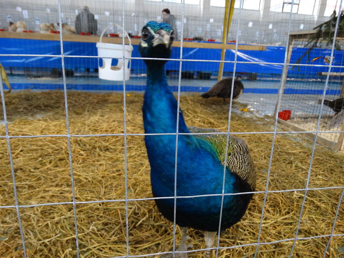 DSC04913 - Expo Pajura Stefanesti Arges ian 2015
