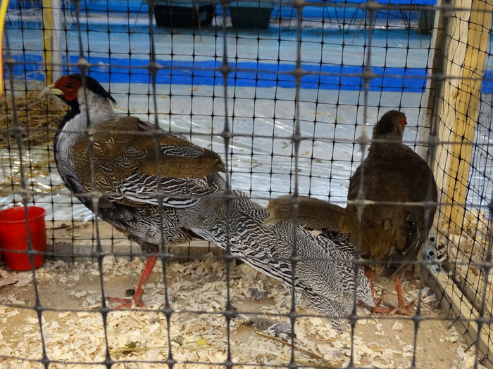 DSC04915 - Expo Pajura Stefanesti Arges ian 2015