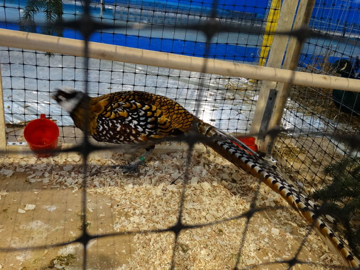 DSC04923 - Expo Pajura Stefanesti Arges ian 2015
