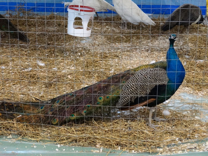 DSC04924 - Expo Pajura Stefanesti Arges ian 2015