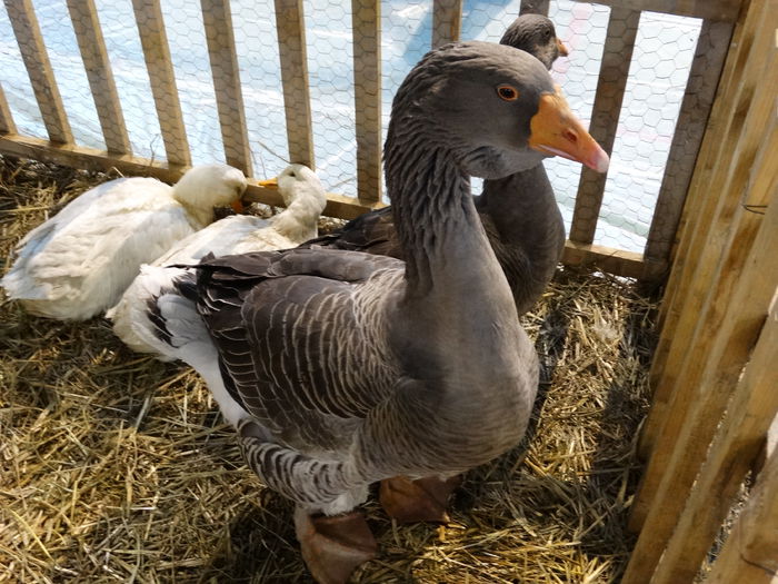 DSC04937 - Expo Pajura Stefanesti Arges ian 2015