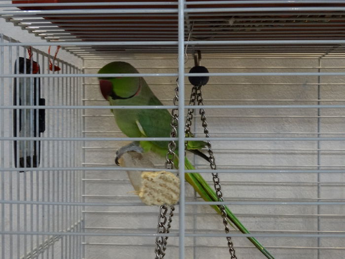 DSC04940 - Expo Pajura Stefanesti Arges ian 2015