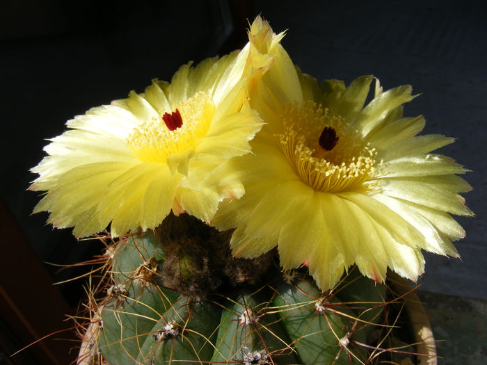 DSCF8021 - Flori de Cactus