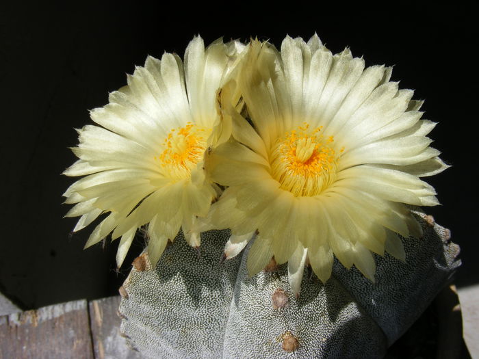 DSCF3613 - Flori de Cactus