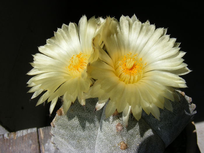 DSCF3613; astrophytum myriostigma
