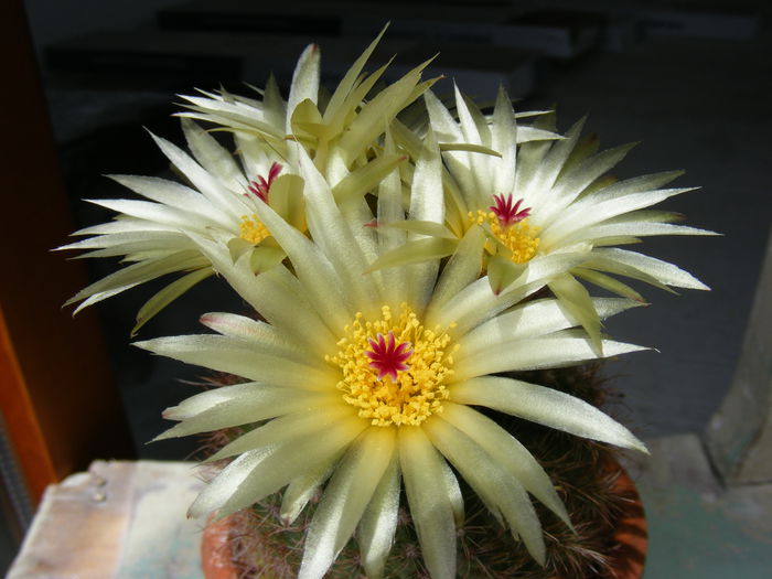 DSCF7998 - Flori de Cactus