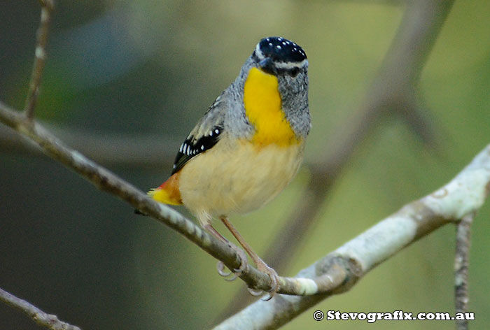 Pardalotus punctatus - frumuseti cu aripi