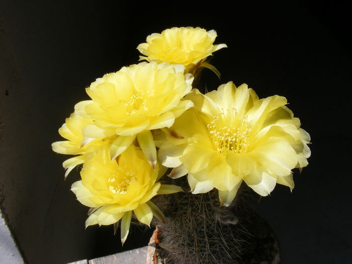 DSCF3614 - Flori de Cactus