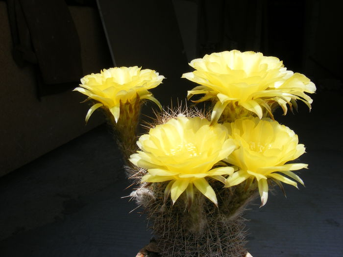 DSCF3615 - Flori de Cactus