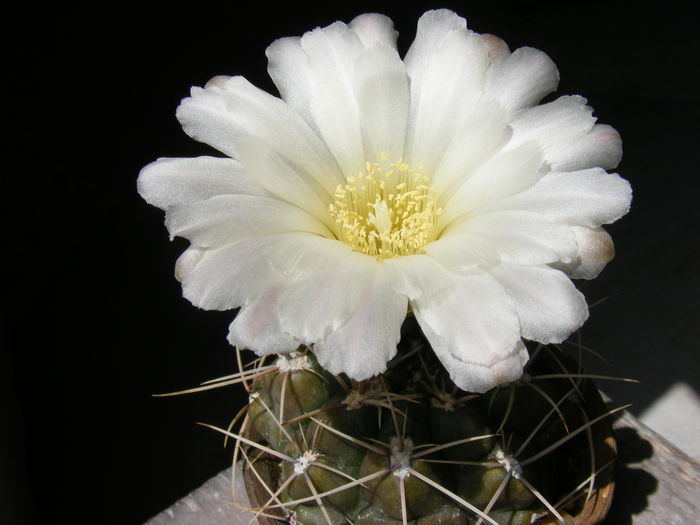 DSCF3620 - Flori de Cactus