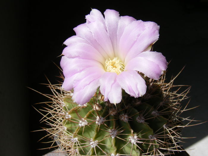 DSCF3623 - Flori de Cactus