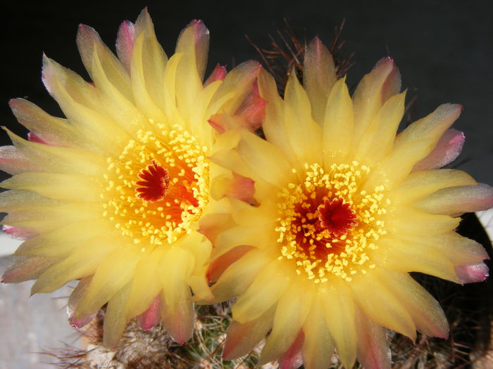 DSCF3625 - Flori de Cactus