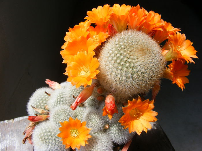 DSCF3627 - Flori de Cactus
