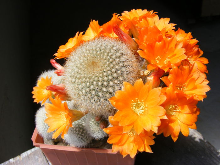 DSCF3629 - Flori de Cactus
