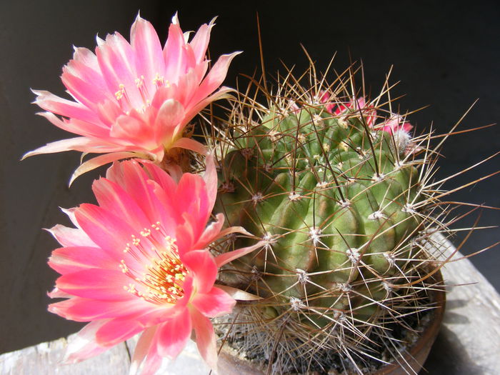 DSCF3630 - Flori de Cactus