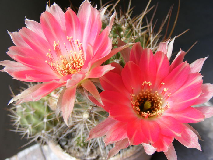 DSCF3632 - Flori de Cactus