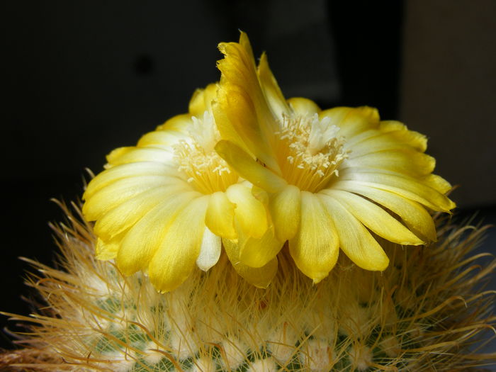 DSCF3633 - Flori de Cactus